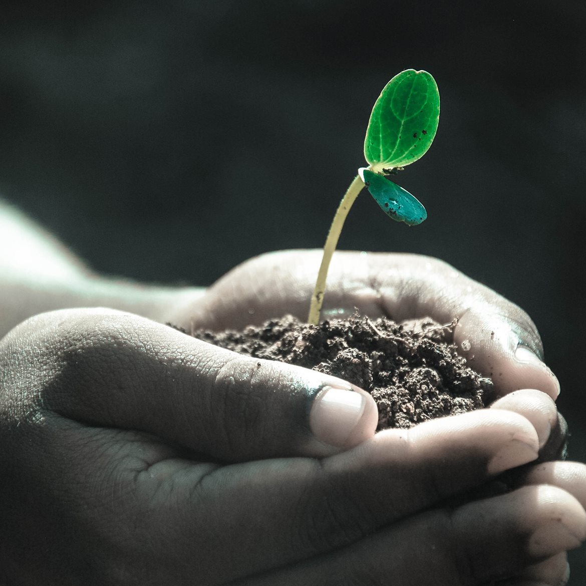 hands-plant-photo-pexels-pixabay